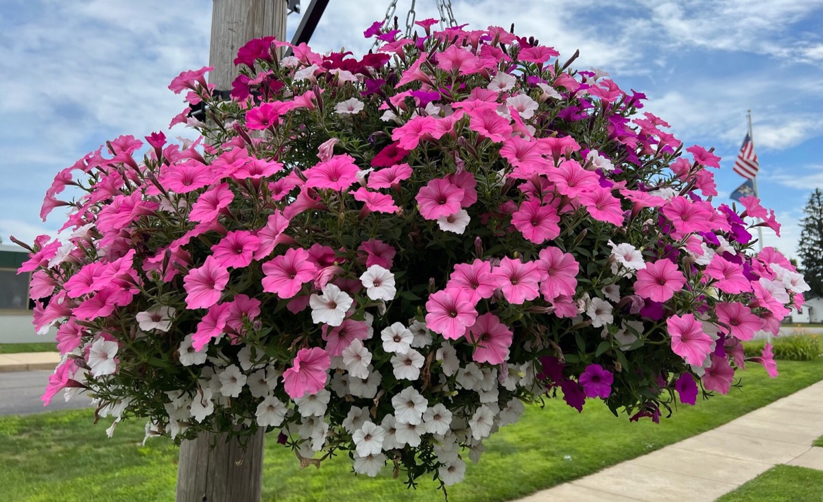Class of 1982 hanging basket: Hanging floral basket outside Hesperia schools sponsored by the class of 1982.; flowers; Hesperia, Michigan; Class of ’82