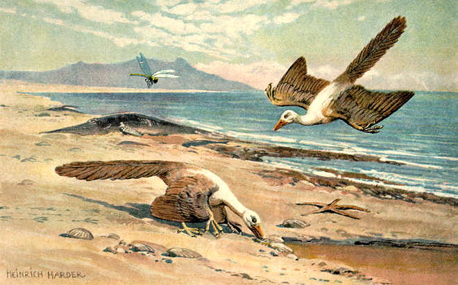 Archaeopteryx: Probably from 1916, by Heinrich Harder.; dinosaur