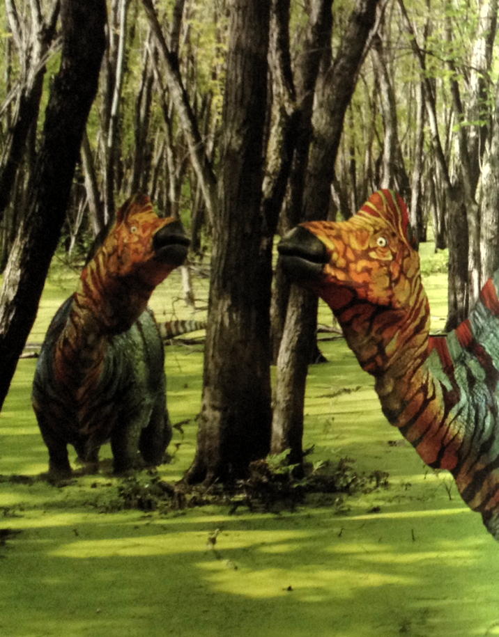 Corythosaurus: Corythosaurus illustration from Prehistoric life.; prehistoric life