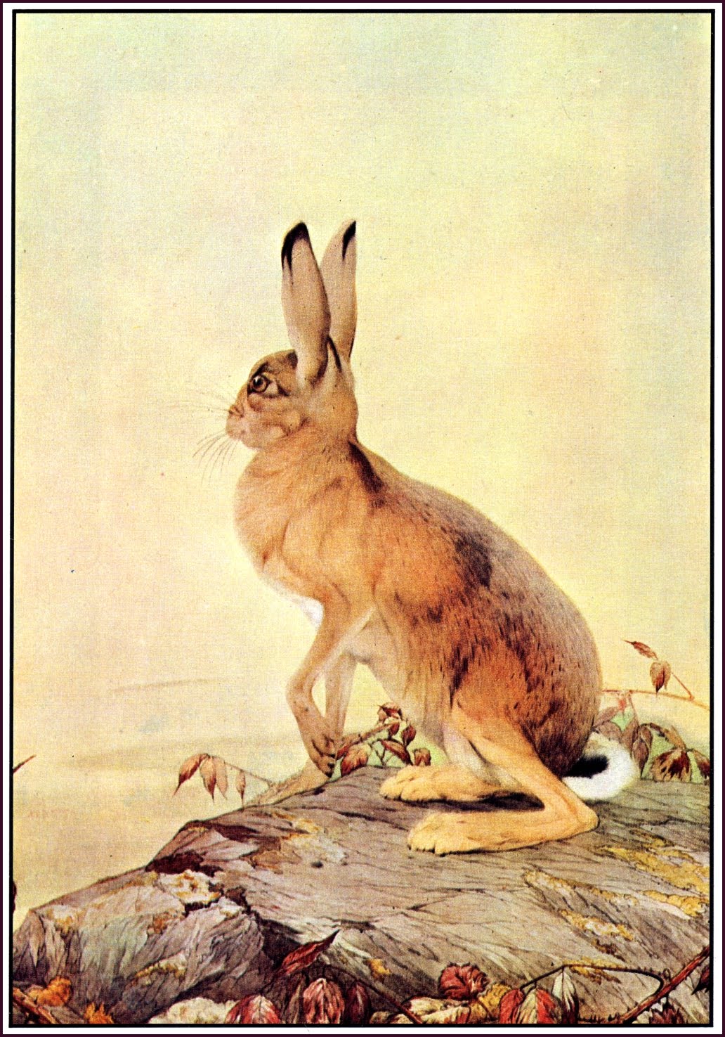 The Hare on Watch: Plate from “The Fables of Aesop”, “The Hare and the Tortoise”, 1909. Edward Julius Detmold.; fairy tale; rabbits; hares