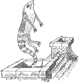 lizard: From Chapter II of Alice’s Adventures under Ground