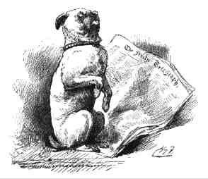 The pug-dog sat up