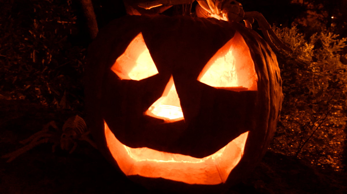 Lit jack-o-lantern: Jack-o-lantern with burning candle and bone spiders crawling out of skull.; Hallowe’en; pumpkins
