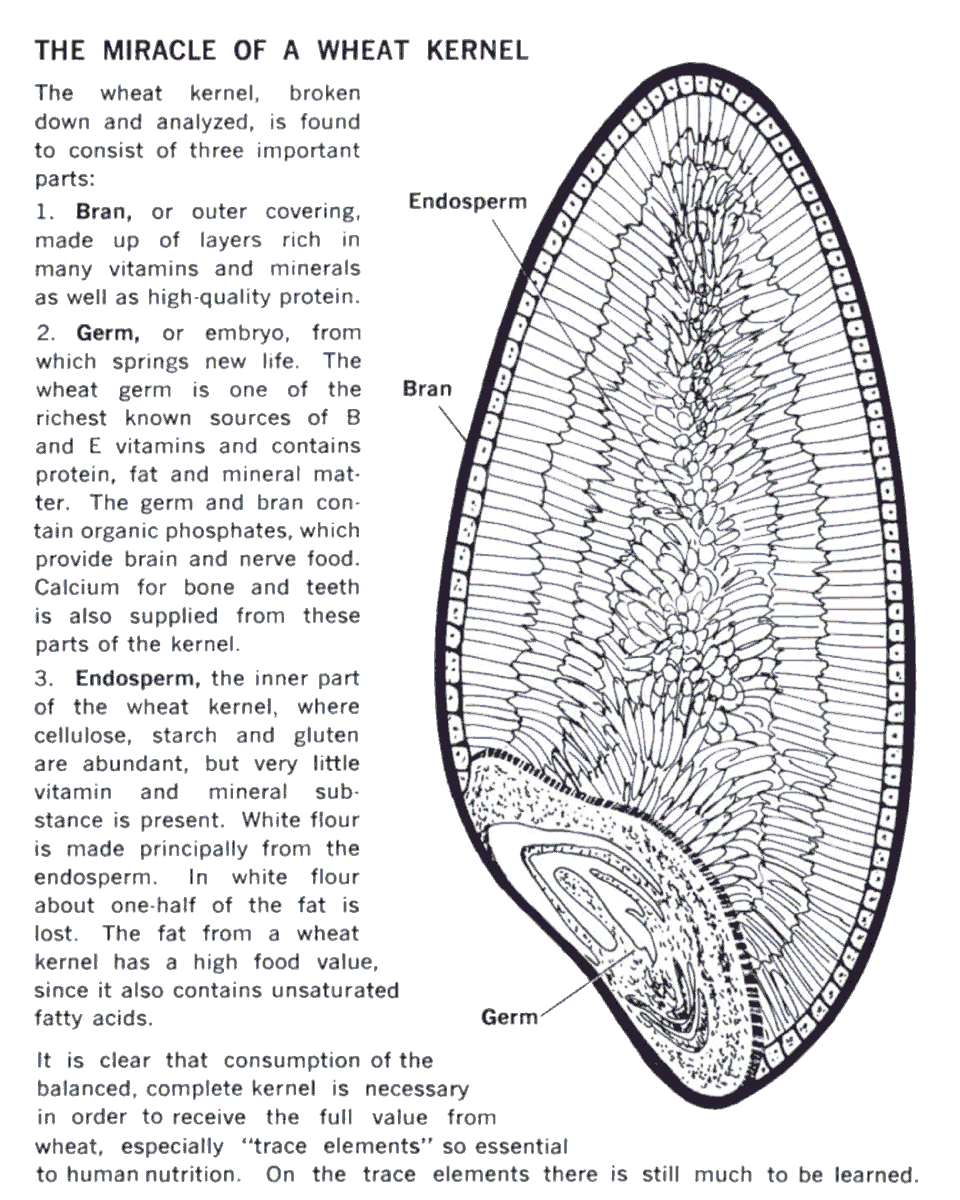 The Miracle of a Wheat Kernel: “The wheat kernel, broken down and analyzed, is found to consist of three important parts…” From “Wheat for Man: Why and How”, by Vernice Rosenvall, 1975.; whole wheat; Graham flour