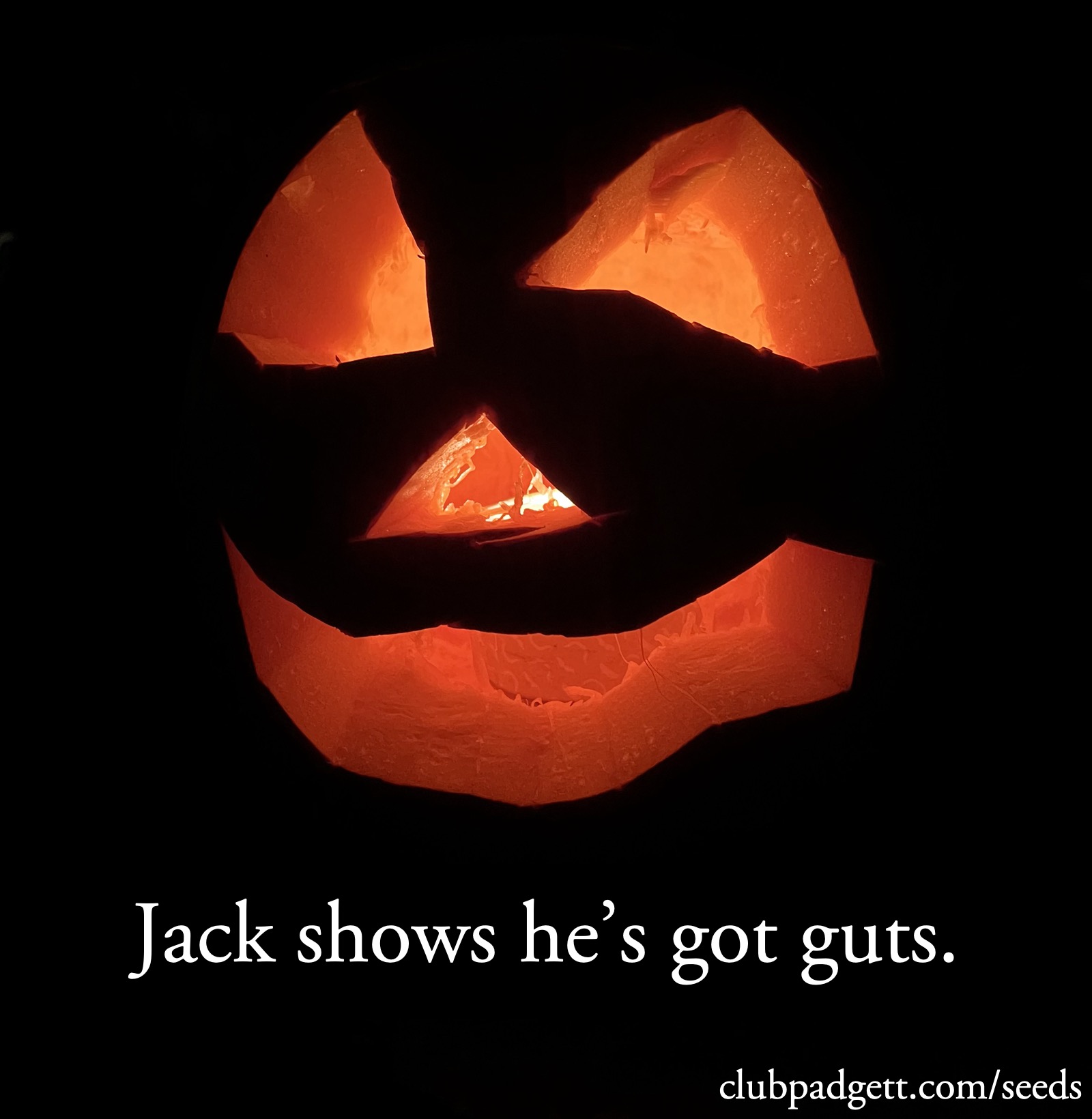 Jack shows he’s got guts: Jack-o-lantern: “Jack shows he’s got guts.”; Hallowe’en; pumpkins