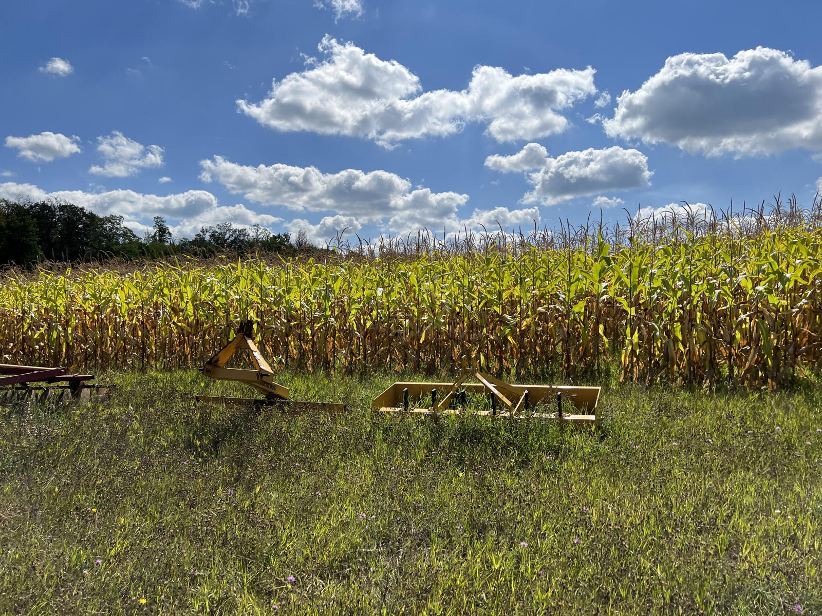 Cornfield afternoon: Michigan cornfield in the sun.; Michigan; corn; farming; agriculture