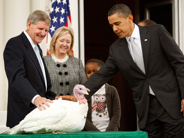 President Obama pardons Thanksgiving turkey: President Obama pardons Thanksgiving turkey, November, 2011.; Barack Obama; Thanksgiving; turkeys