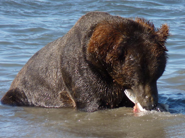 Alaskan brown bear with fish: An Alaskan brown bear with his yummy catch.; Alaska; animals