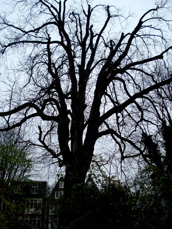 Anne Frank’s chestnut tree