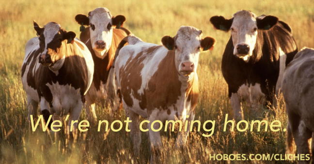 The cows aren’t coming home: These cows aren’t coming home.; memes; clichés; cows