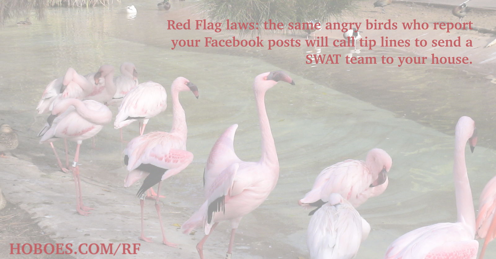 Red Flag Flamingos: Red Flag laws: the same angry birds who report your Facebook posts will call tip lines to have your guns confiscated.; memes; red flag laws