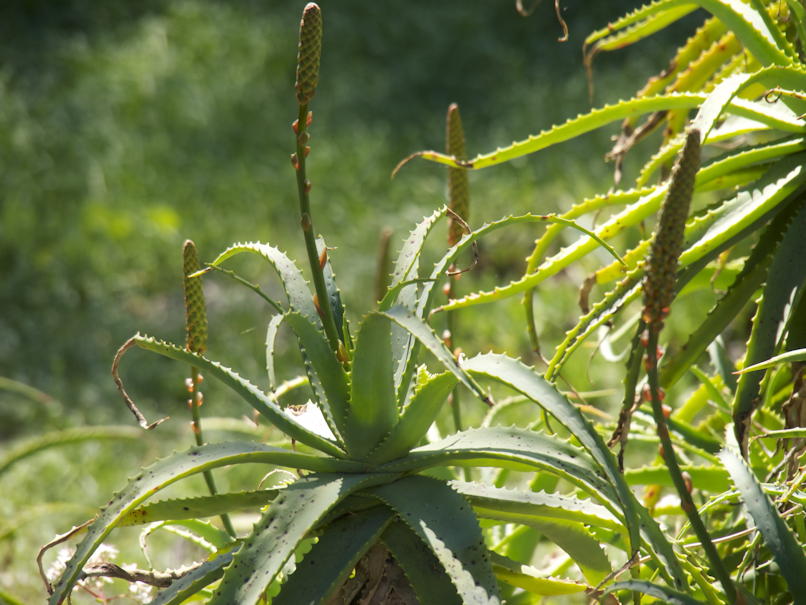 Aloe plant closeup: An aloe plant, using a zoom lens.