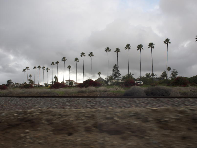 California Palms: Palm trees up near Escondido, from the road.