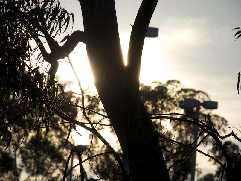 Sun behind a winter tree: The sun behind a eucalyptus tree, in winter, in California.