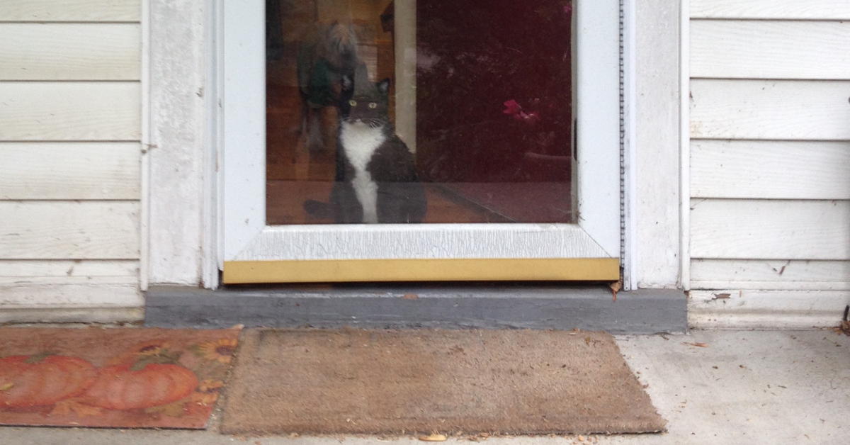 Cat in a doorway: A cat, in a doorway, in St. Louis.; cats