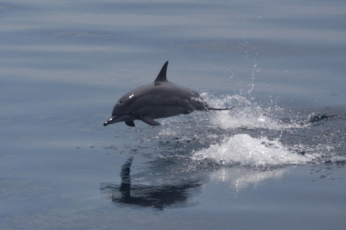 Spinner dolphin jumping