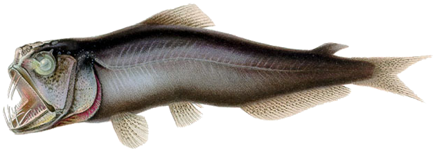 Sabertooth fish